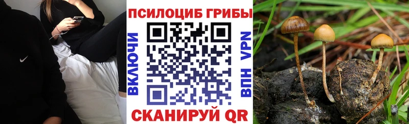 площадка формула  Кедровый  Галлюциногенные грибы Cubensis 